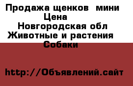 Продажа щенков  мини › Цена ­ 1 - Новгородская обл. Животные и растения » Собаки   